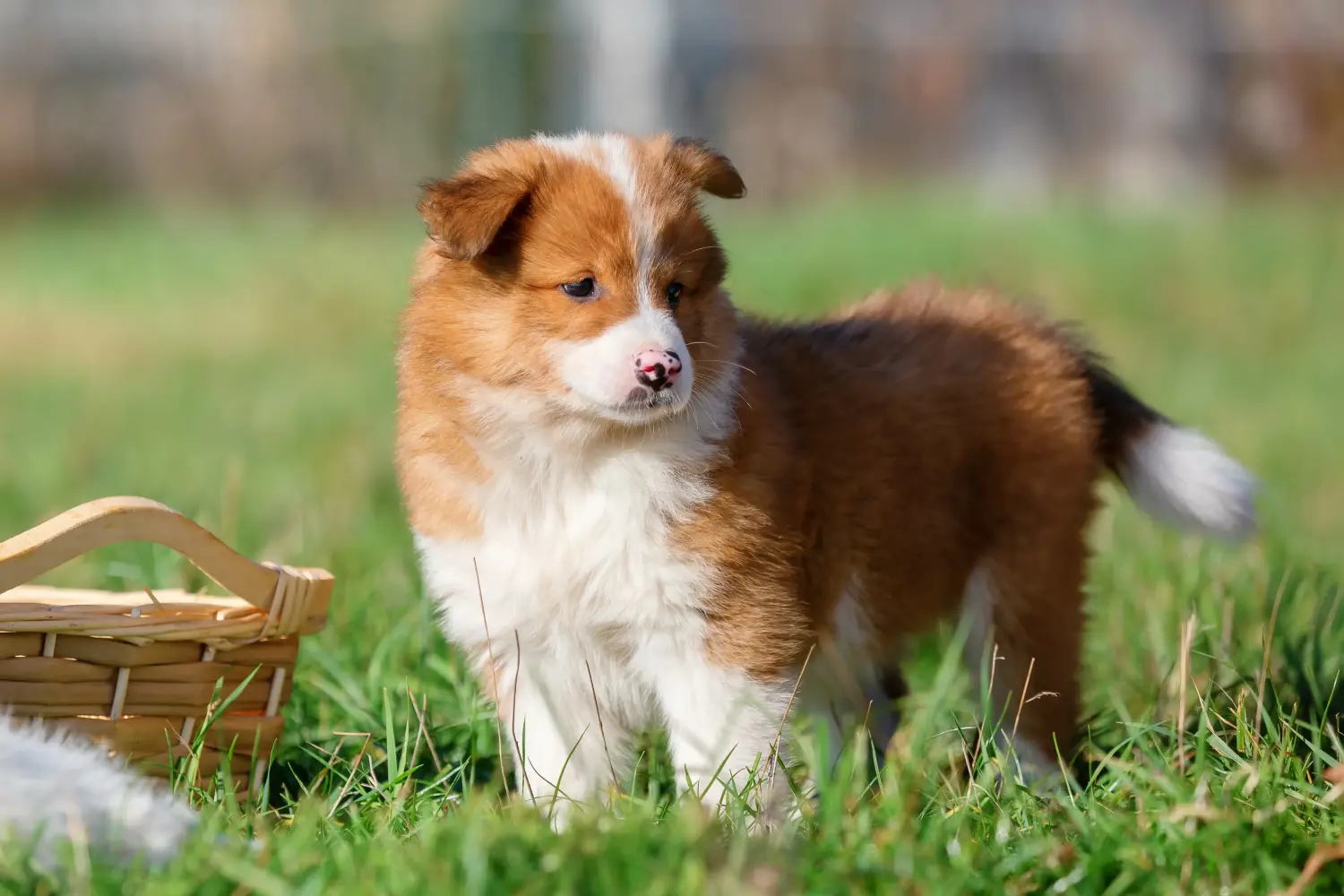 Een Elo-pup kopen betekent verantwoordelijkheid nemen! Elo puppy's kopen.