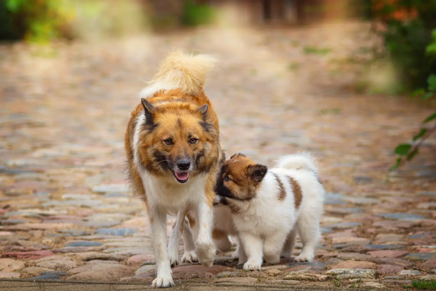 Een Elo-pup kopen betekent verantwoordelijkheid nemen! Elo puppy's kopen.