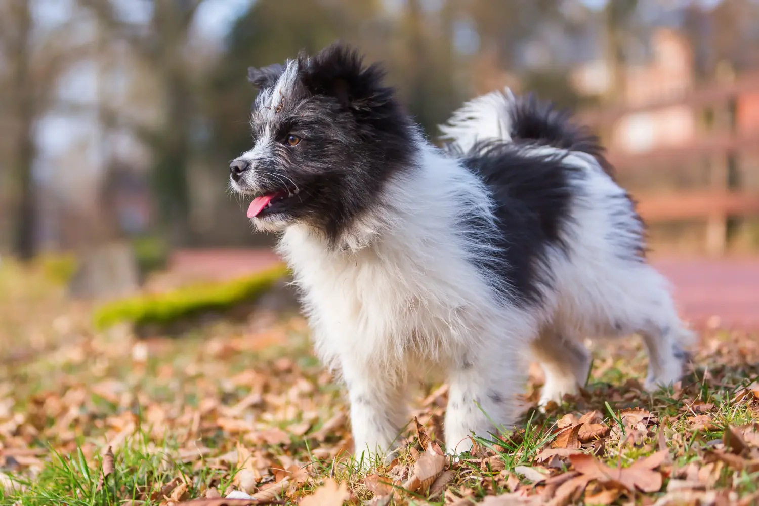 Een Elo-pup kopen betekent verantwoordelijkheid nemen! Elo puppy's kopen.