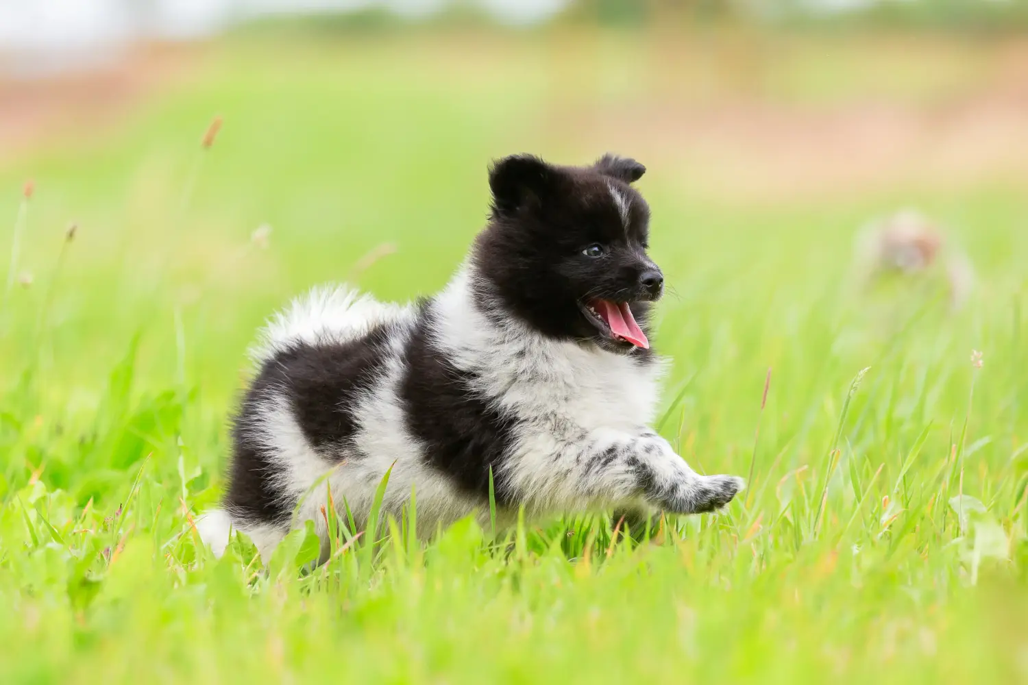 Een Elo-pup kopen betekent verantwoordelijkheid nemen! Elo puppy's kopen.