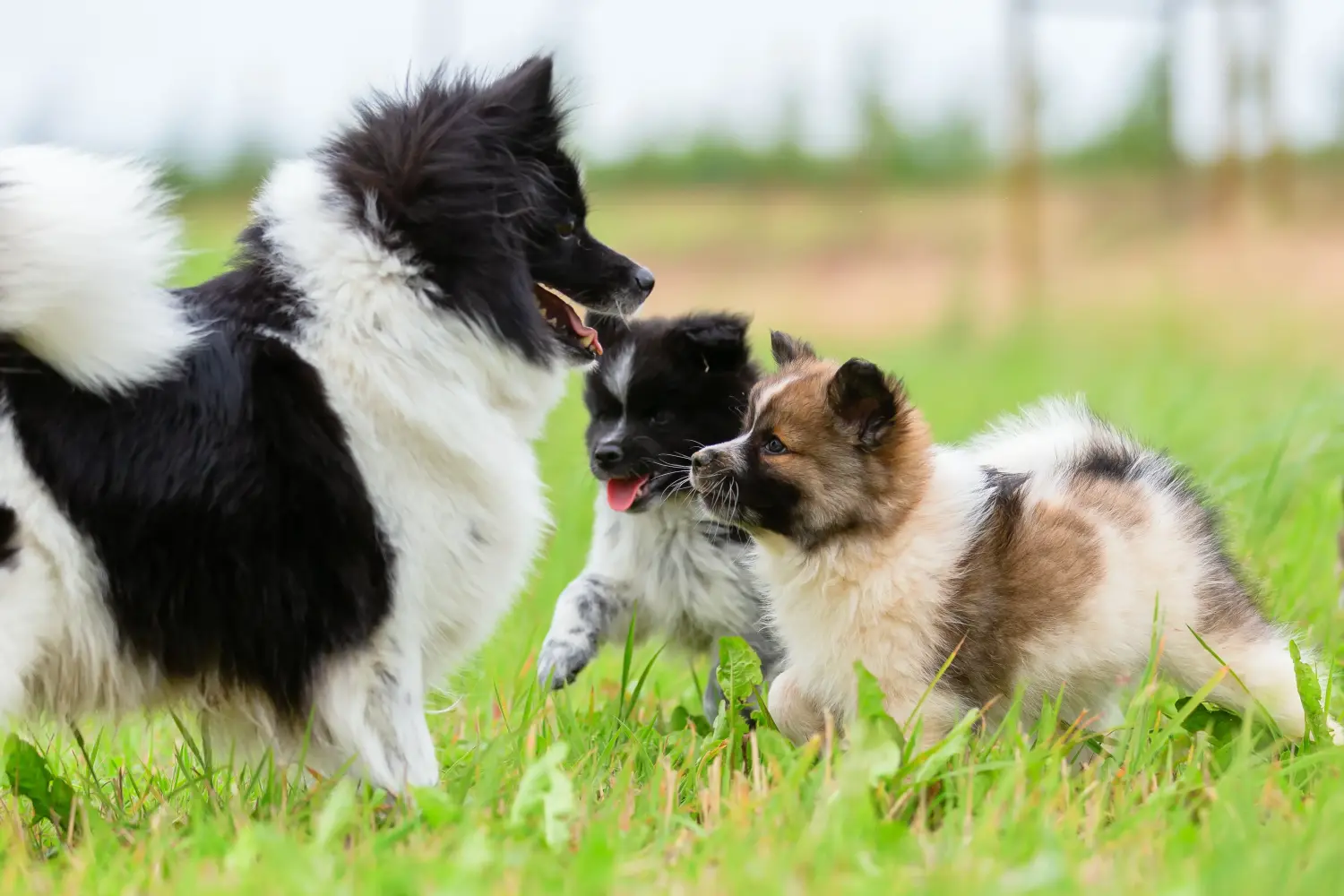 Een Elo-pup kopen betekent verantwoordelijkheid nemen! Elo puppy's kopen.