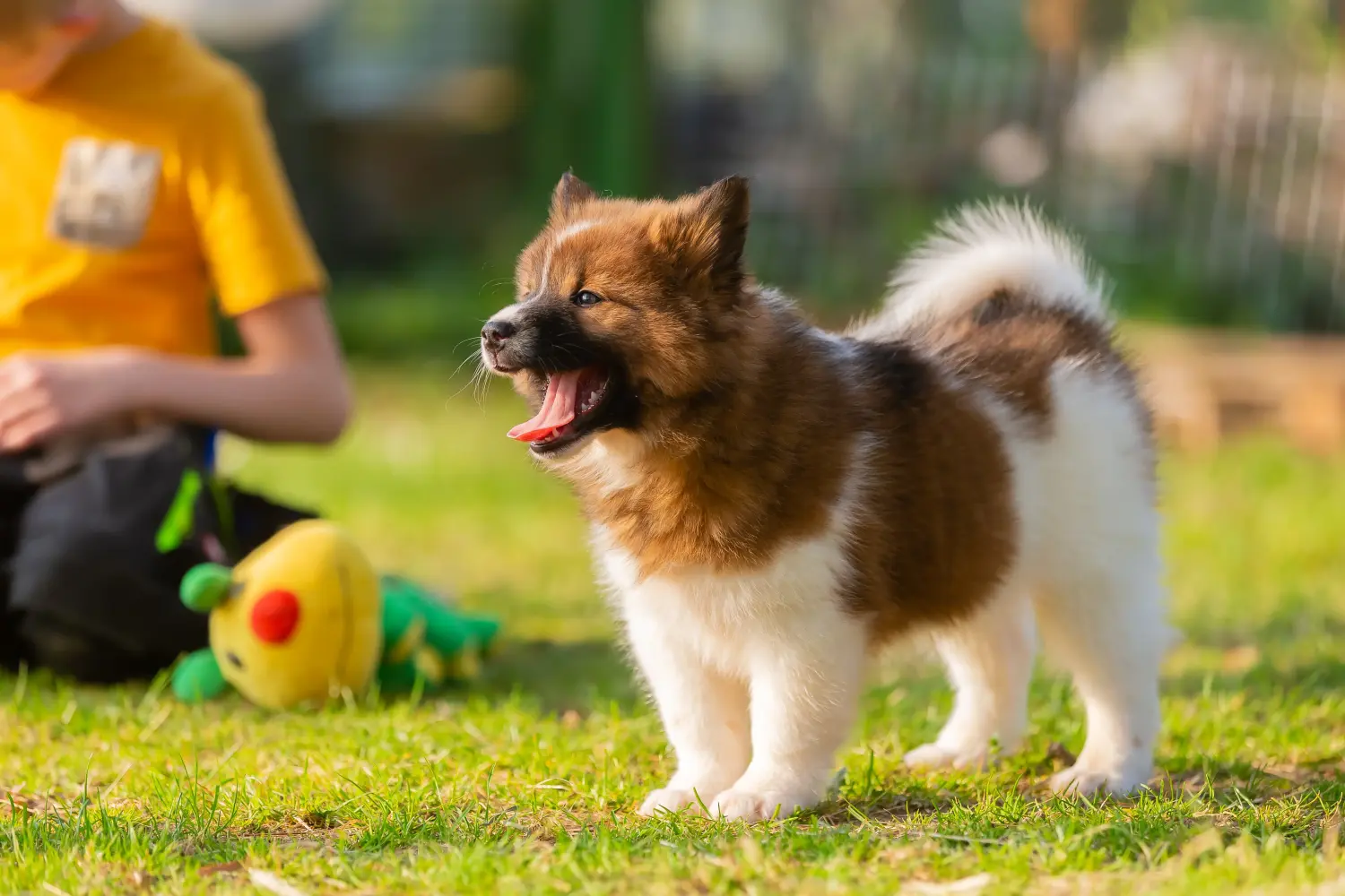 Een Elo-pup kopen betekent verantwoordelijkheid nemen! Elo puppy's kopen.