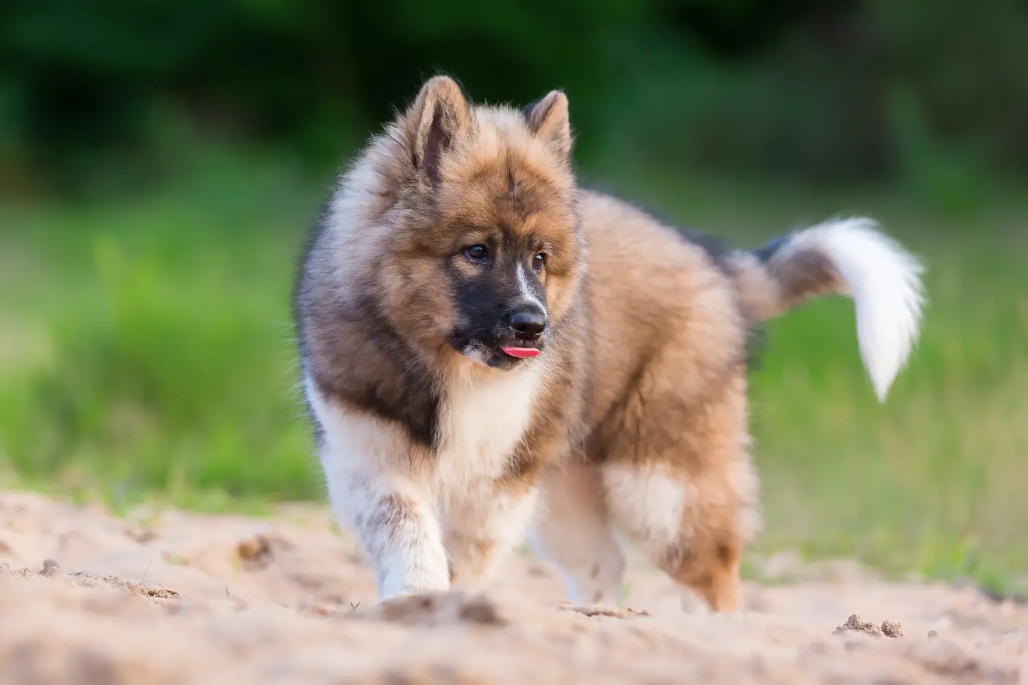 Een Elo-pup kopen betekent verantwoordelijkheid nemen! Elo puppy's kopen.