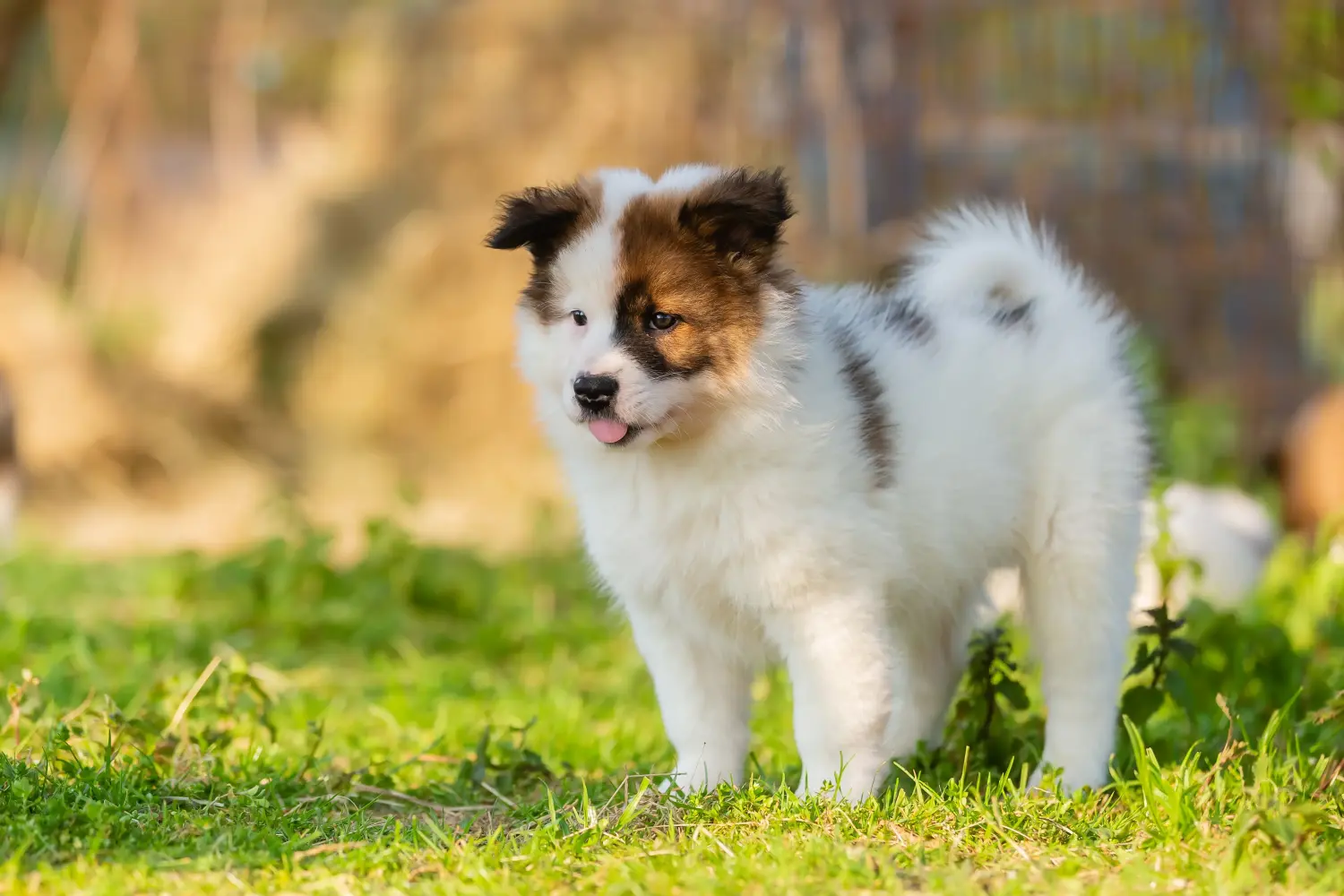 Een Elo-pup kopen betekent verantwoordelijkheid nemen! Elo puppy's kopen.