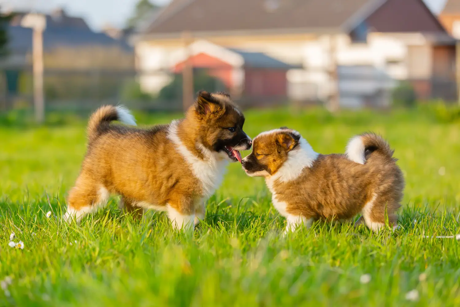 Een Elo-pup kopen betekent verantwoordelijkheid nemen! Elo puppy's kopen.