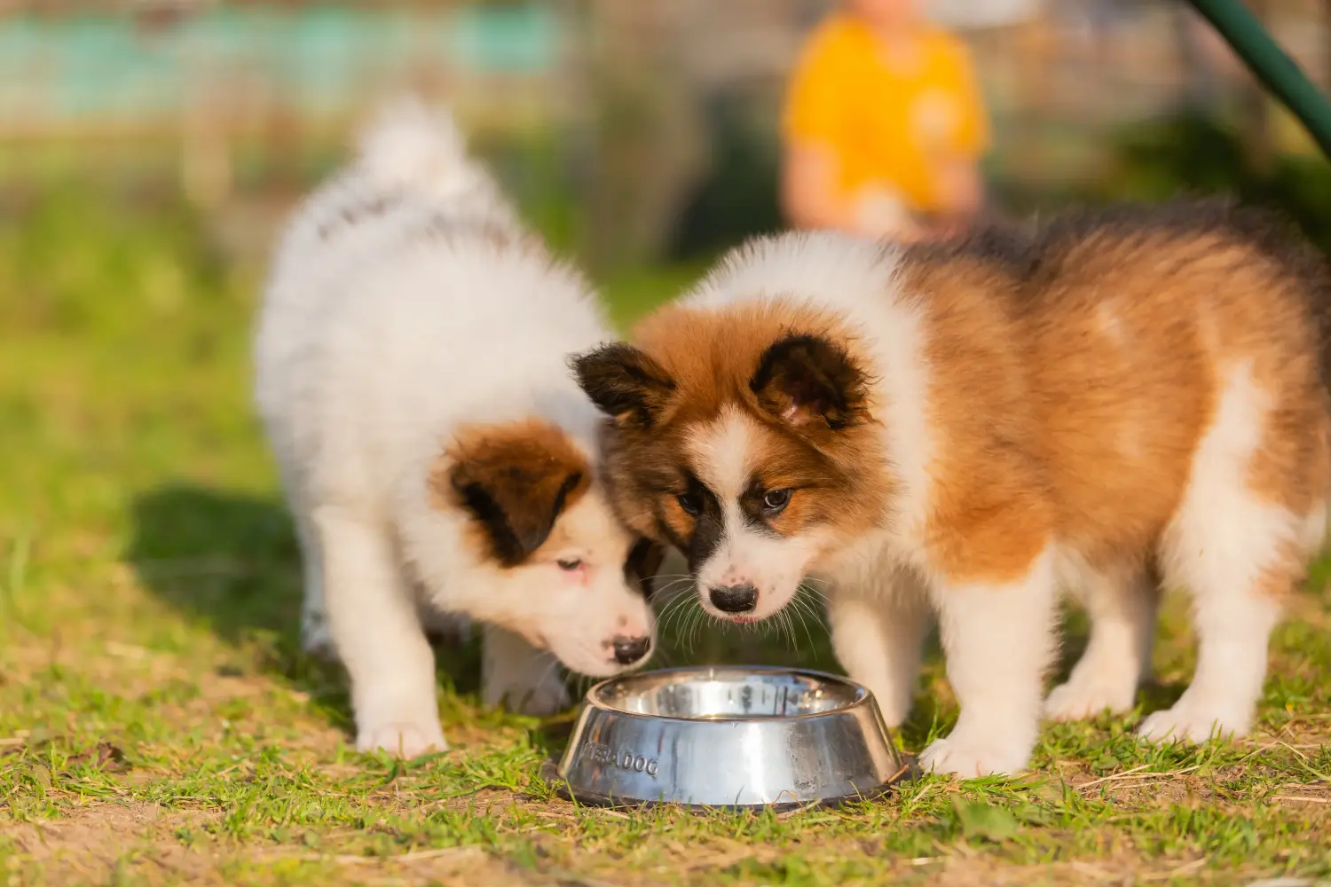 Een Elo-pup kopen betekent verantwoordelijkheid nemen! Elo puppy's kopen.