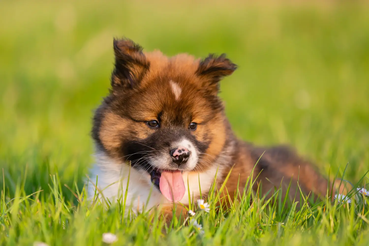 Een Elo-pup kopen betekent verantwoordelijkheid nemen! Elo puppy's kopen.