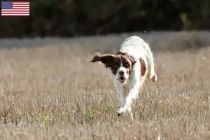 Lees meer over het artikel Épagneul français fokkers en pups in de VS