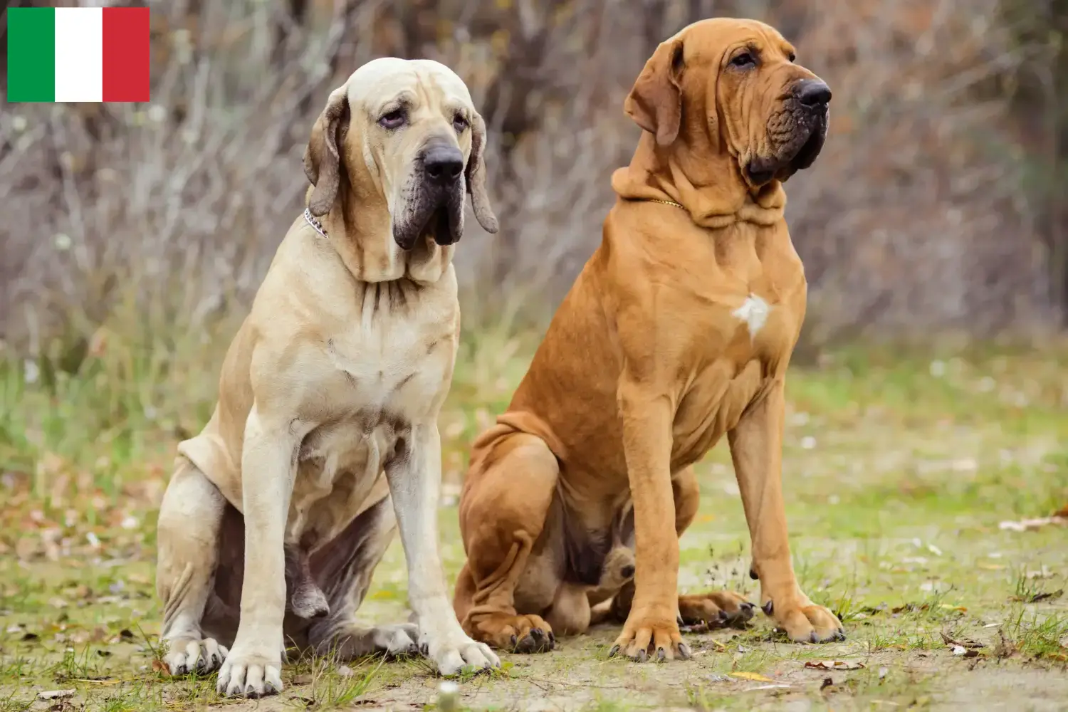 Fila Brasileiro pups en fokkers Italië Hier vind je Fila Brasileiros fokkers in Italië.