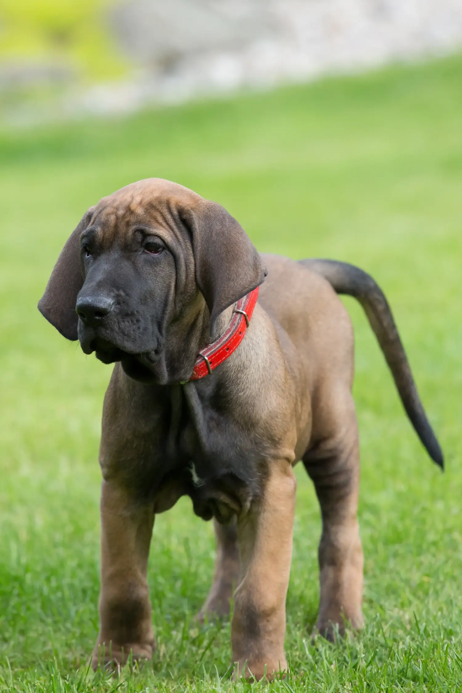Een Fila Brasileiro puppy kopen betekent verantwoordelijkheid nemen! Fila Brasileiro puppy kopen.