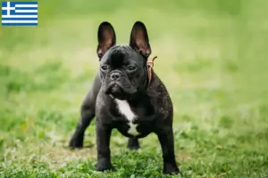 Lees meer over het artikel Franse Bulldog fokkers en puppies in Griekenland