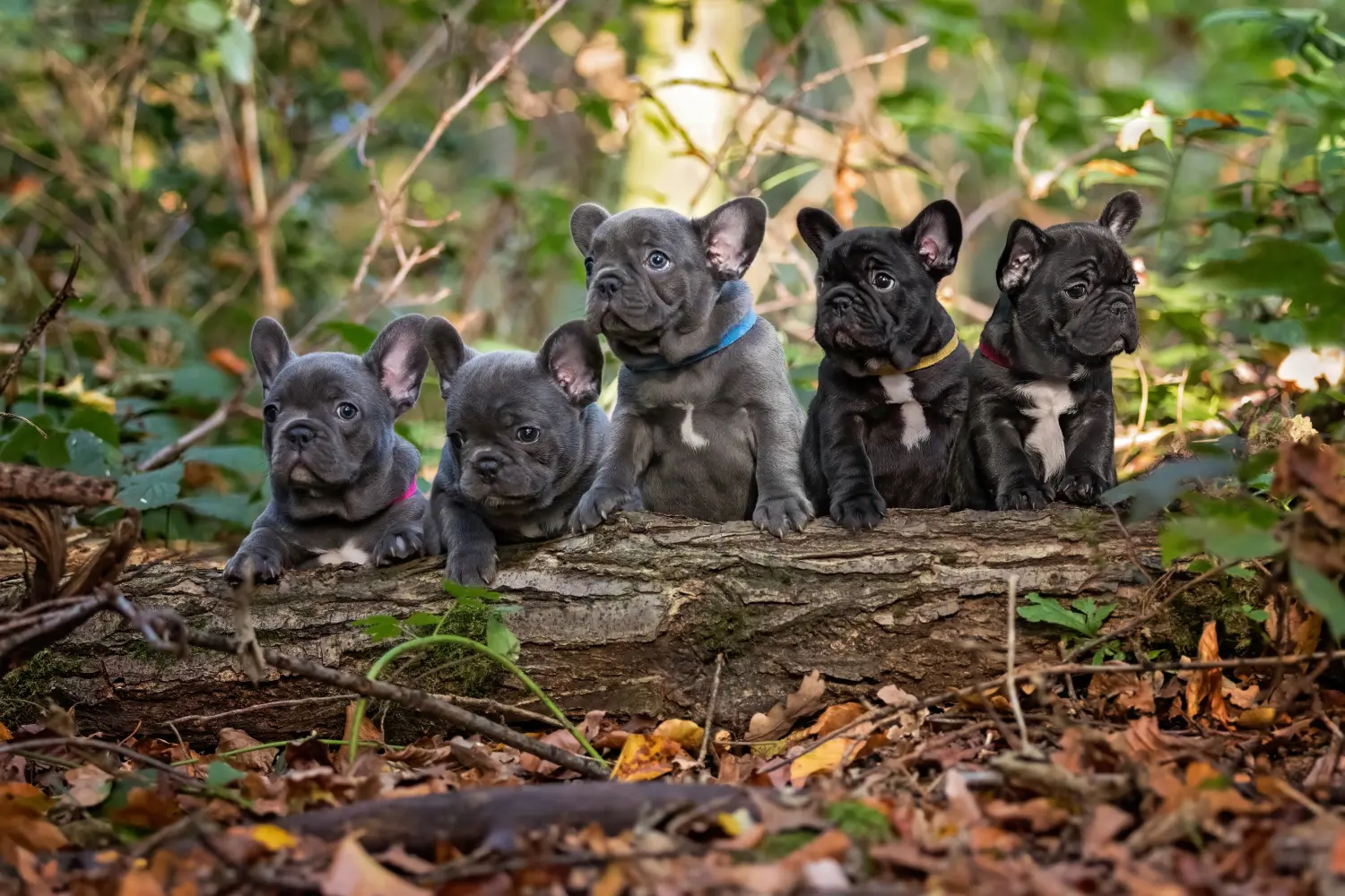 Een Franse Bulldog puppy kopen betekent verantwoordelijkheid nemen! Franse Bulldog puppy kopen.