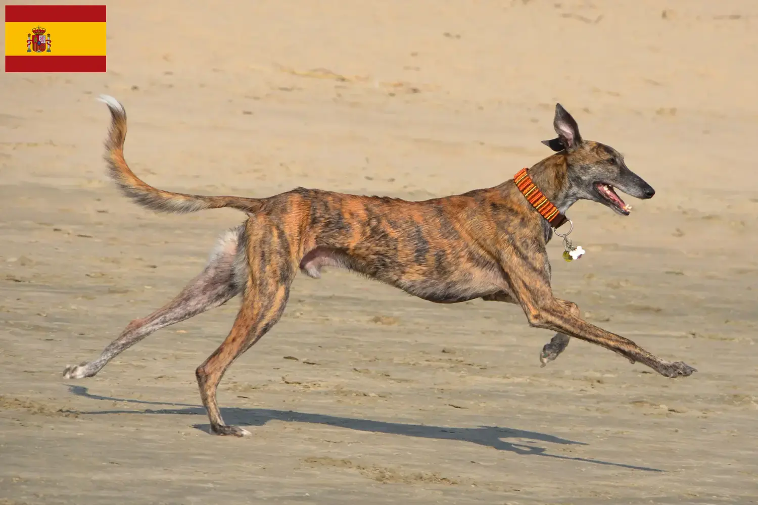 Galgo Espanol puppy's en fokkers Spanje Hier vind je Galgo Espanols fokkers in Spanje.