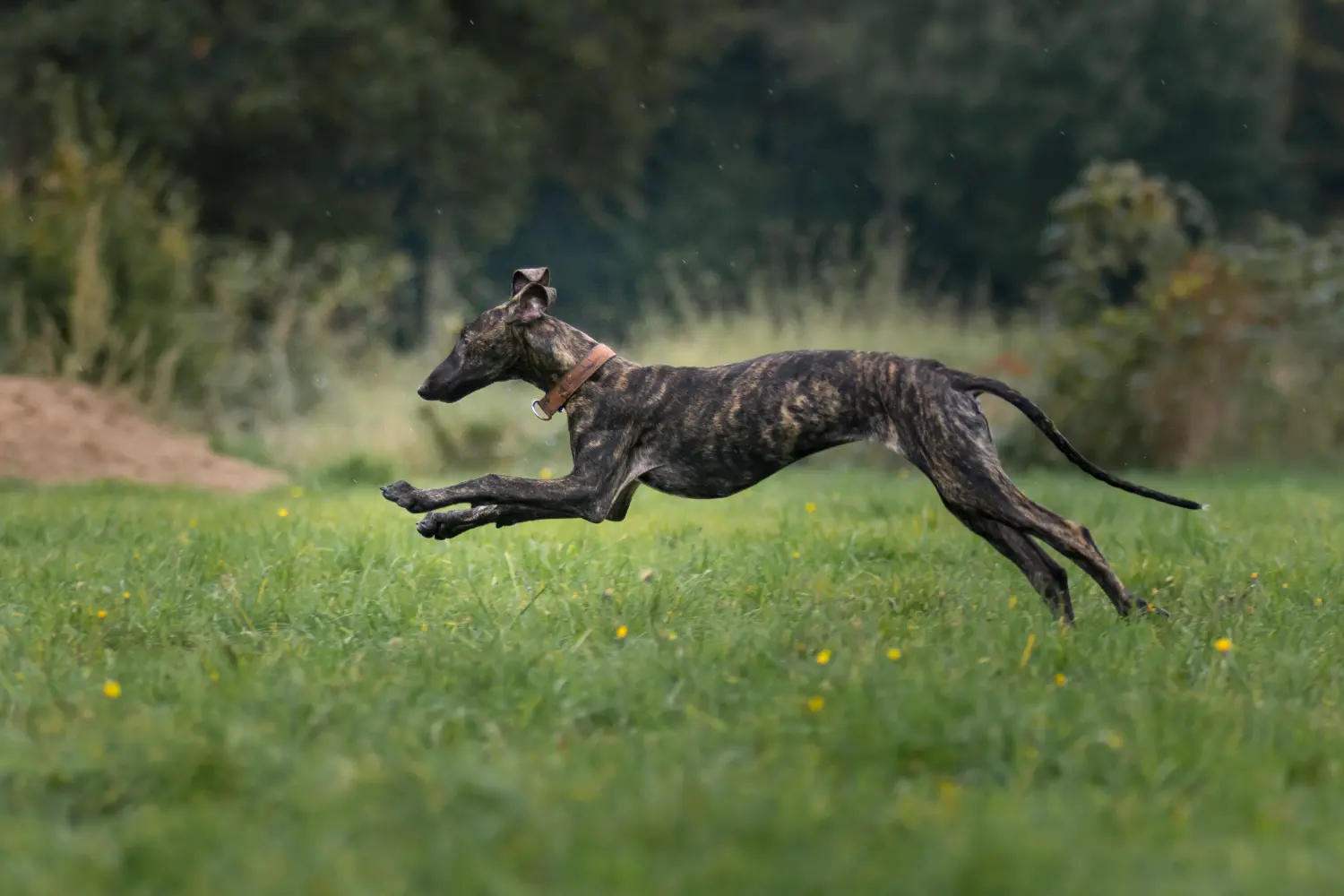 Een Galgo Espanol puppy kopen betekent verantwoordelijkheid nemen! Koop Galgo Espanol puppy's.