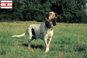 Lees meer over het artikel Gascon Saintongeois fokkers en pups in Drenthe