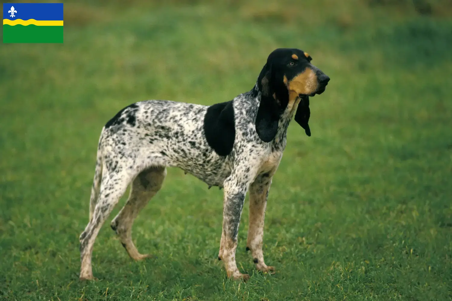 Gascon Saintongeois pups en fokkers Flevoland Hier vind je Gascon Saintongeois fokkers in Flevoland.