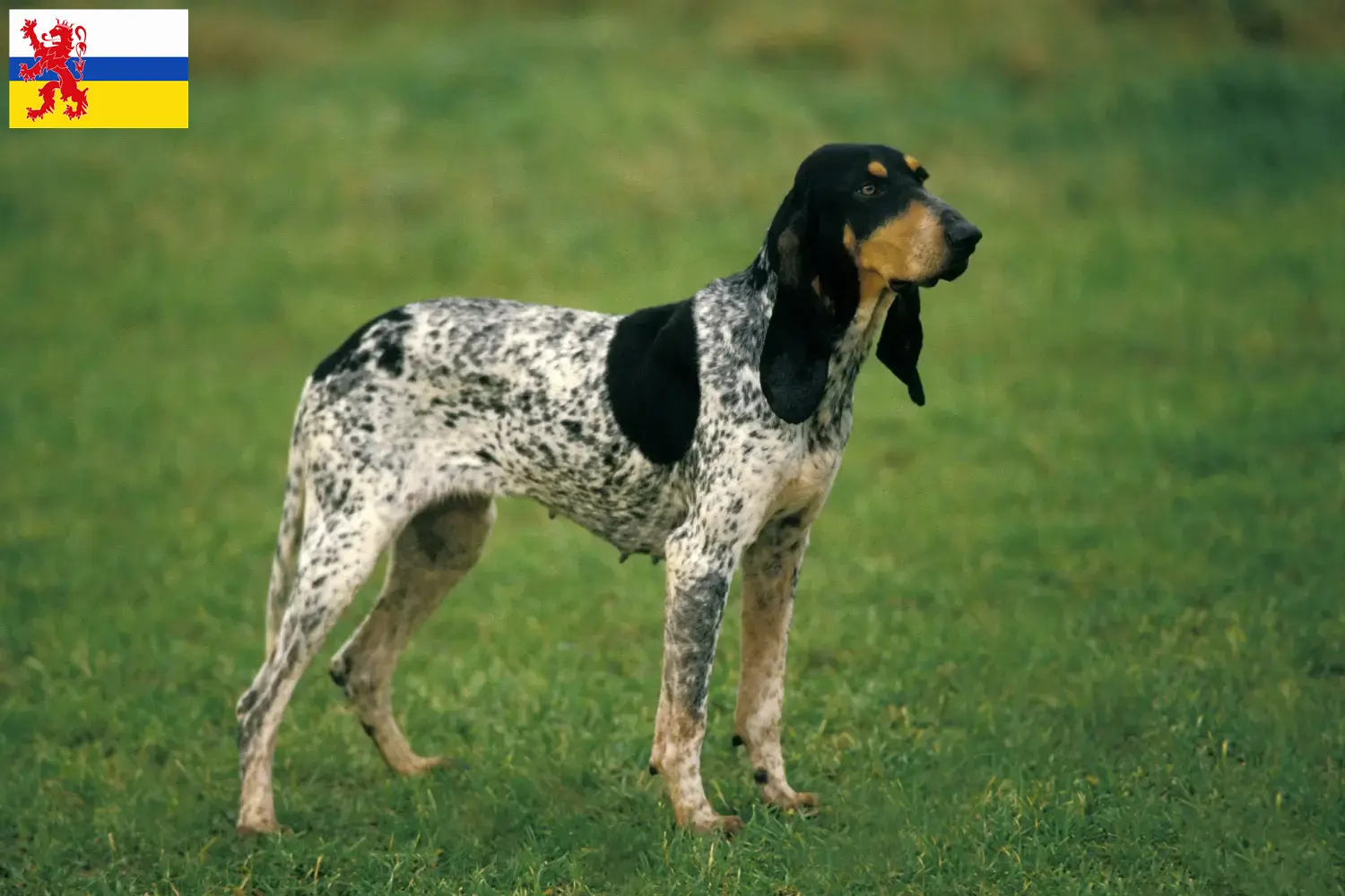 Lees meer over het artikel Gascon Saintongeois fokkers en pups in Limburg