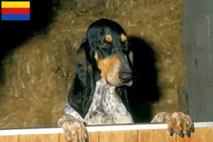 Lees meer over het artikel Gascon Saintongeois fokkers en pups in Noord-Holland
