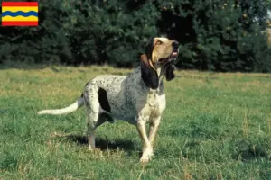Lees meer over het artikel Gascon Saintongeois fokkers en pups in Overijssel