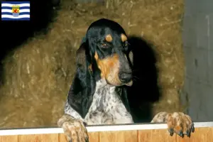 Lees meer over het artikel Gascon Saintongeois fokkers en pups in Zeeland