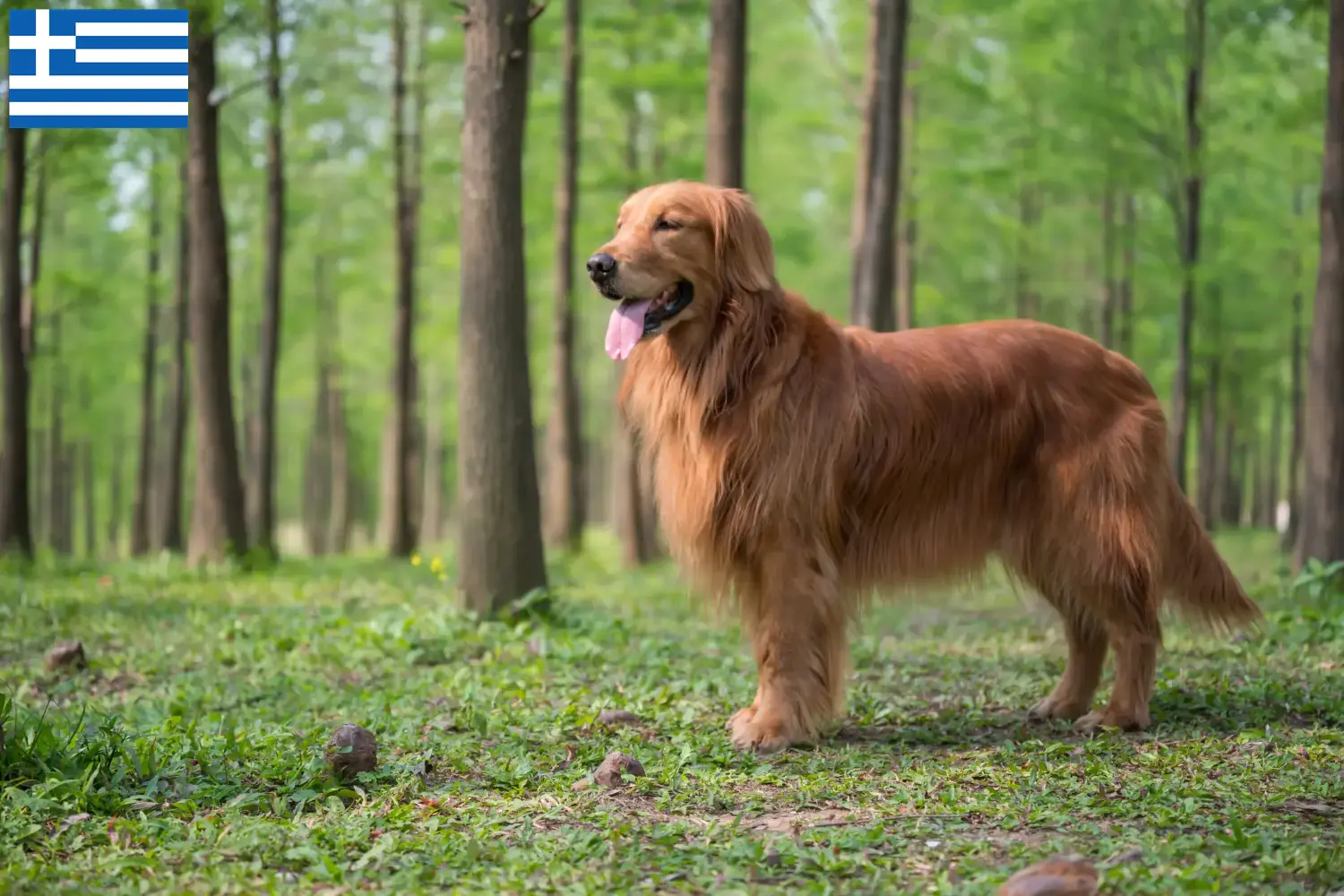 Golden Retriever puppies en fokkers Griekenland Hier vind je Golden Retriever fokkers in Griekenland.
