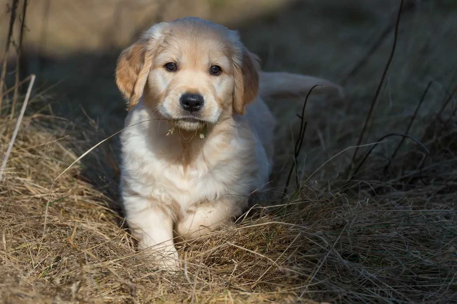 Een Golden Retriever puppy kopen betekent verantwoordelijkheid nemen! Golden Retriever puppy's kopen.