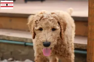 Lees meer over het artikel Goldendoodle fokkers en puppies in Drenthe