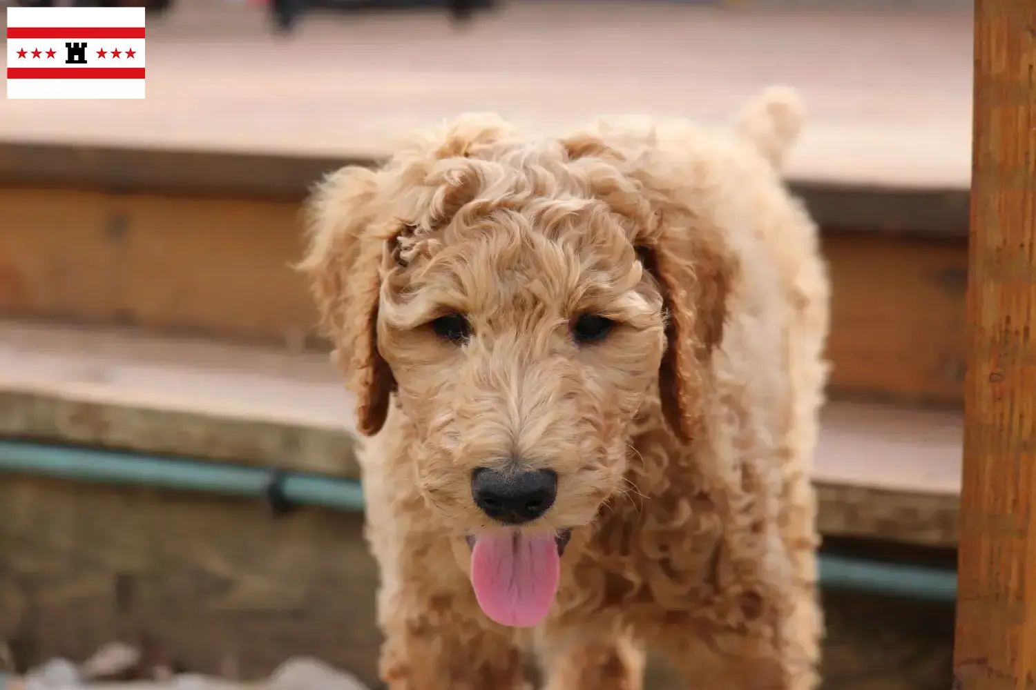 Goldendoodle puppies en fokkers Drenthe Zoek Goldendoodles fokkers in Drenthe.