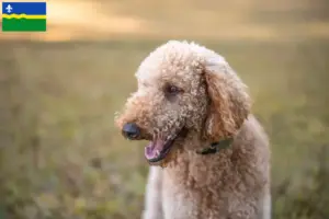Lees meer over het artikel Goldendoodle fokkers en puppies in Flevoland