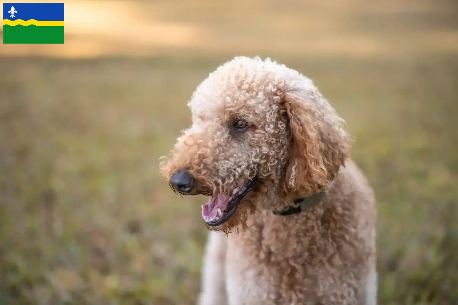 Goldendoodle pups en fokker Flevoland Zoek Goldendoodles fokkers in Flevoland.