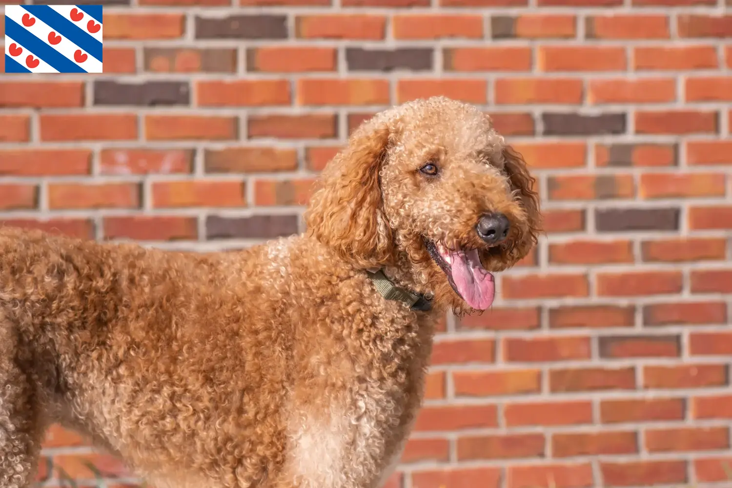Lees meer over het artikel Goldendoodle fokkers en puppies in Friesland
