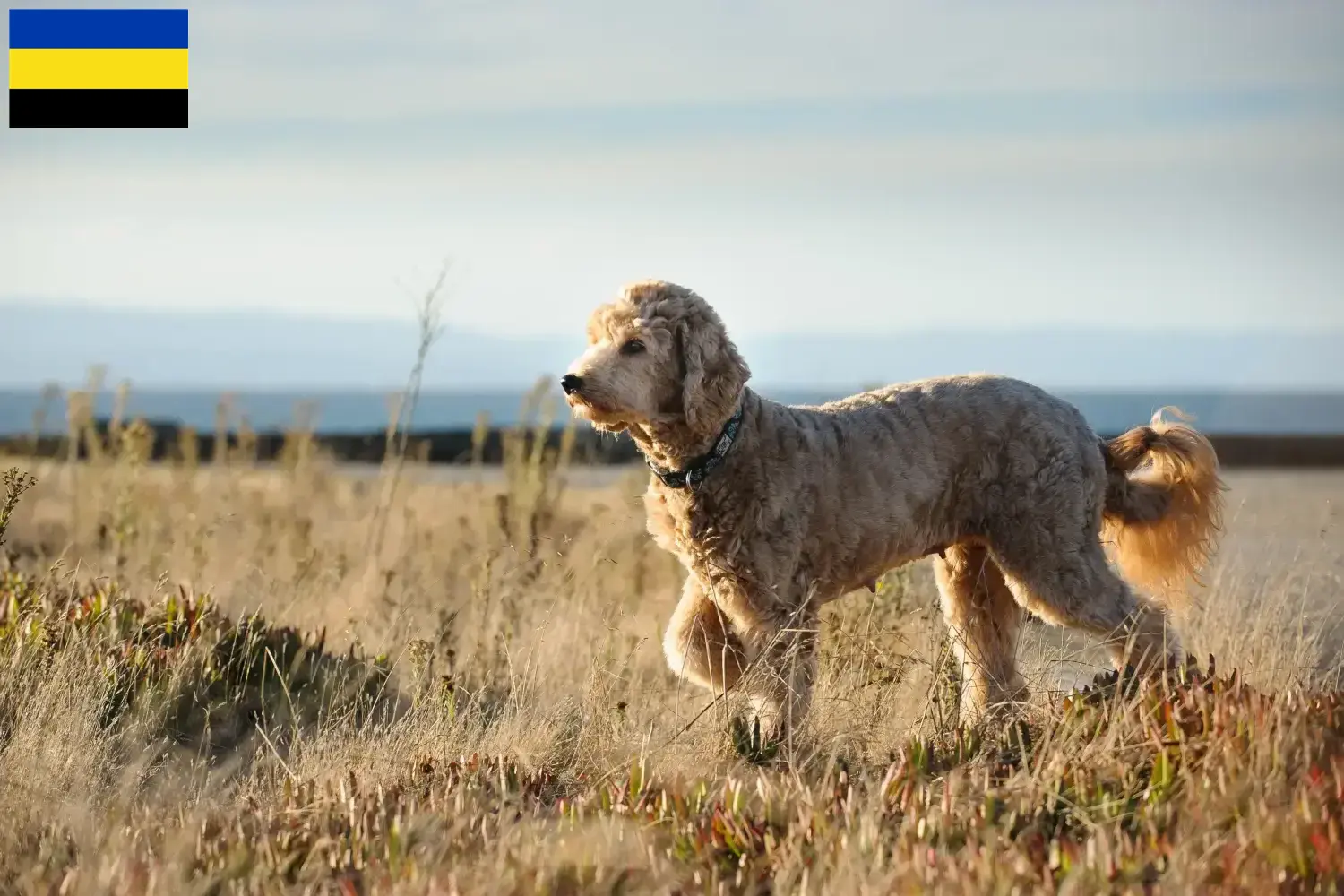 Goldendoodle puppies en fokker Gelderland Vind hier Goldendoodles fokkers in Gelderland.