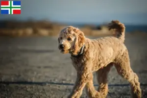 Lees meer over het artikel Goldendoodle fokkers en pups in Groningen