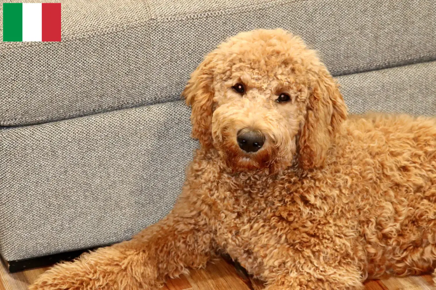 Goldendoodle puppies en fokkers Italië Hier vind je Goldendoodles fokkers in Italië.