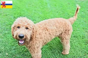Lees meer over het artikel Goldendoodle fokkers en puppies in Limburg