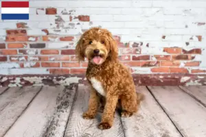 Lees meer over het artikel Goldendoodle fokkers en puppies in Nederland