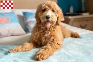 Lees meer over het artikel Goldendoodle fokkers en pups in Noord-Brabant