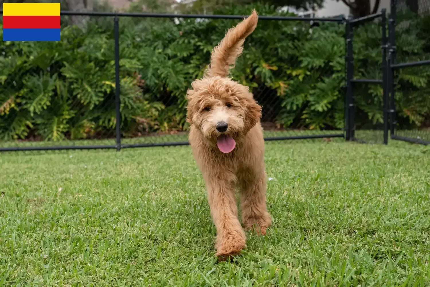 Goldendoodle puppies en fokkers Noord-Holland Zoek Goldendoodles fokkers in Noord-Holland.