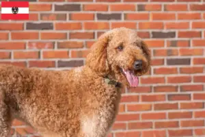 Lees meer over het artikel Goldendoodle fokkers en puppies in Oostenrijk
