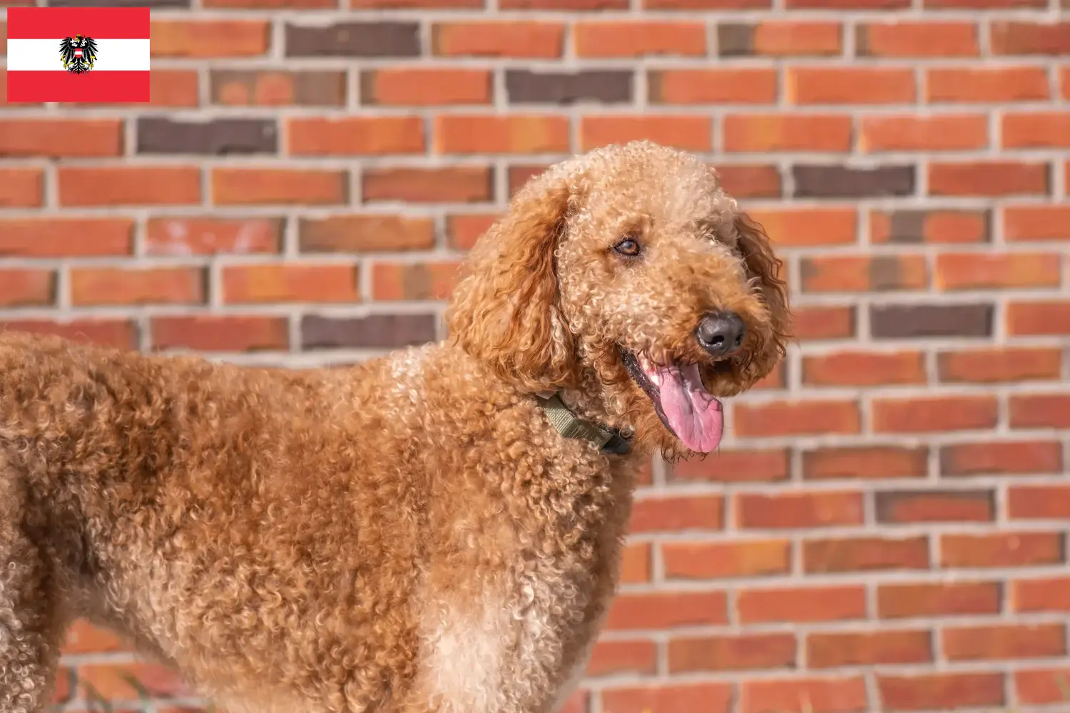 Goldendoodle puppies en fokkers Oostenrijk Hier vind je Goldendoodles fokkers in Oostenrijk.