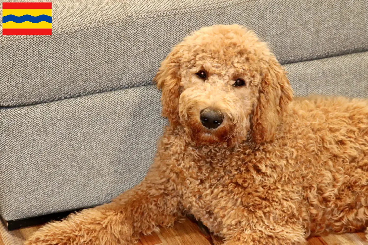 Goldendoodle pups en fokkers Overijssel Vind Goldendoodles fokkers in Overijssel.