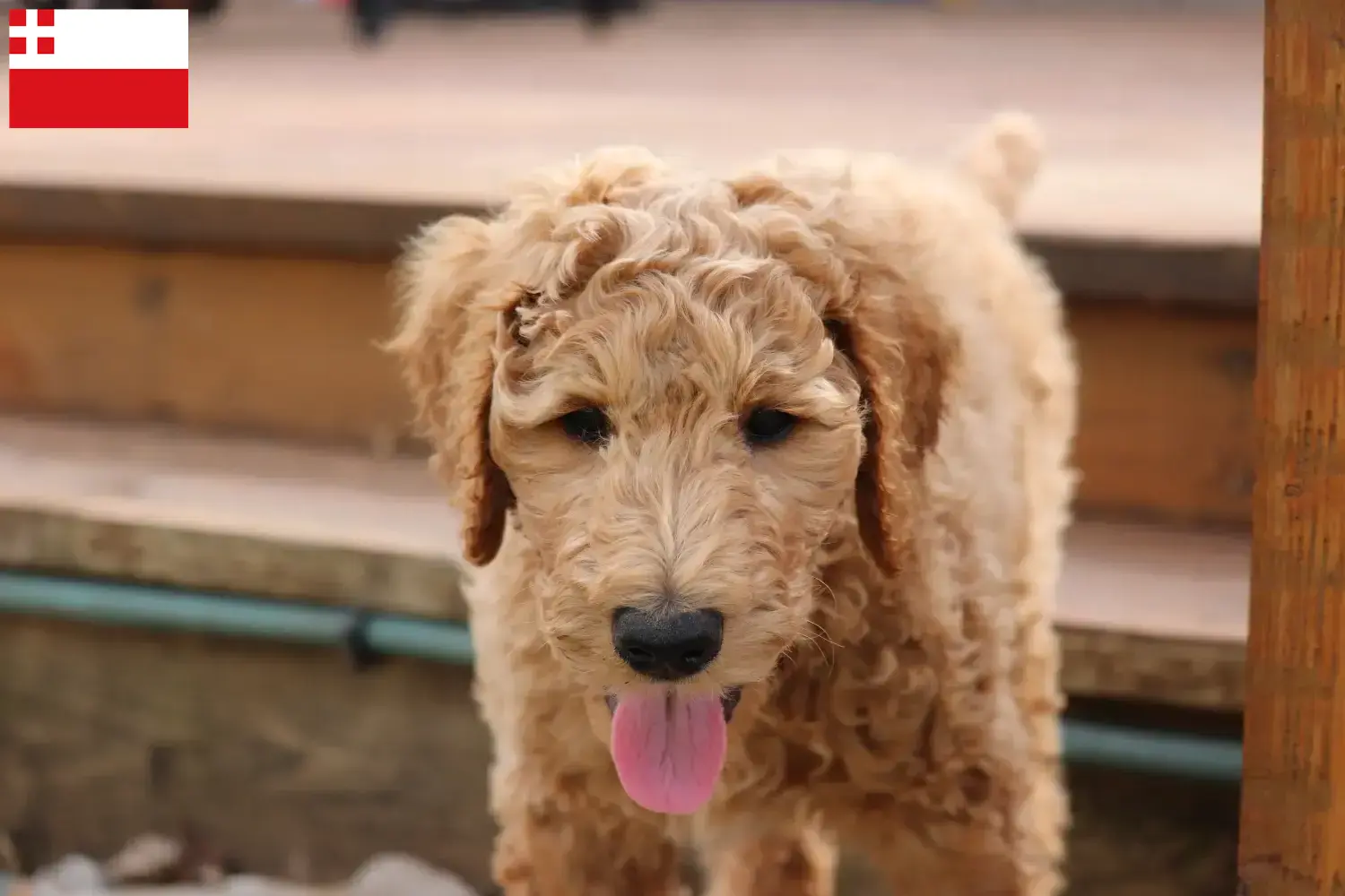 Goldendoodle pups en fokkers Utrecht Vind hier Goldendoodles fokkers in Utrecht.