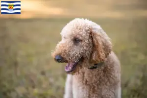 Lees meer over het artikel Goldendoodle fokkers en pups in Zeeland