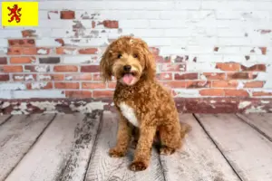Lees meer over het artikel Goldendoodle fokkers en puppies in Zuid-Holland