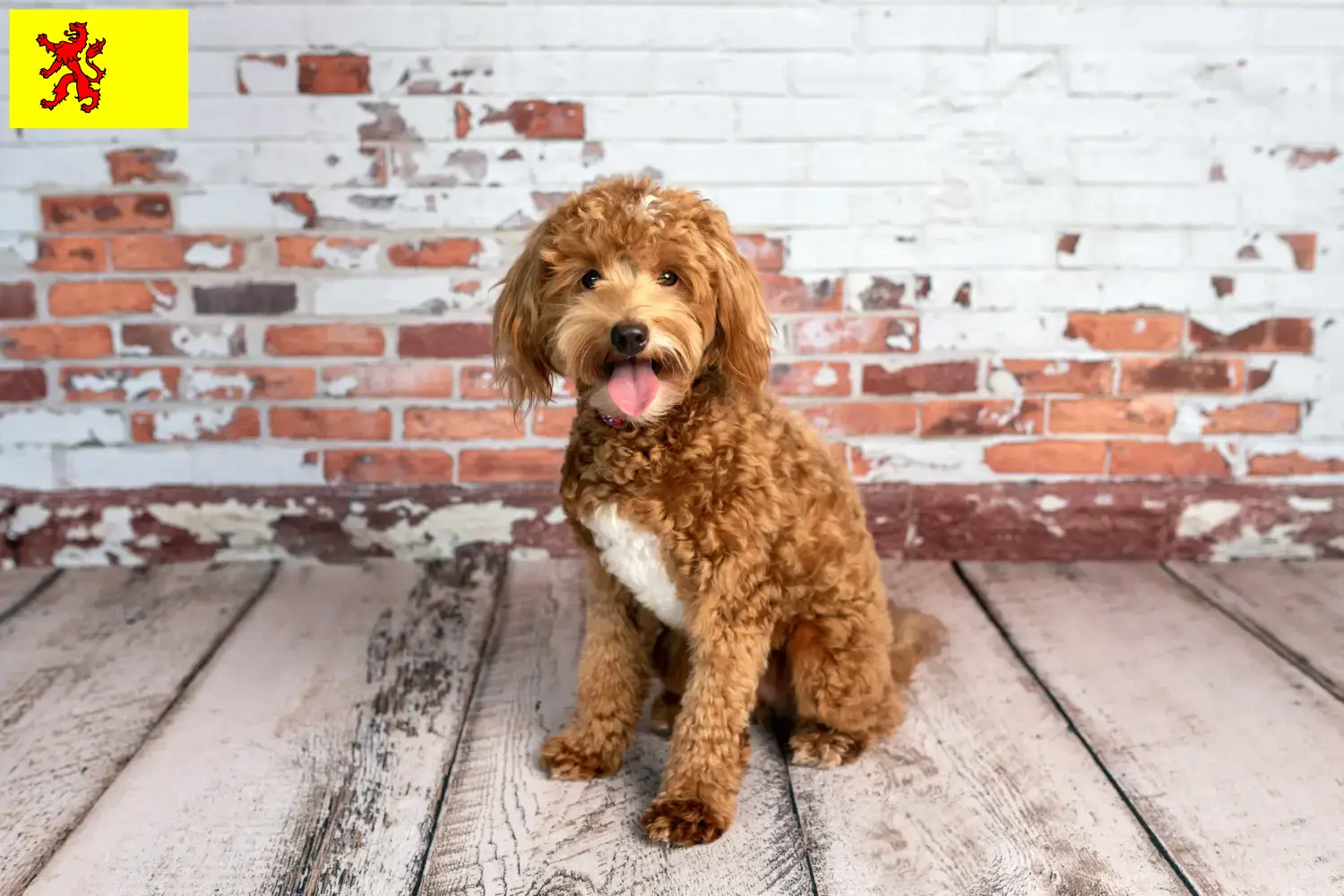 Goldendoodle puppies en fokkers Zuid-Holland Zoek Goldendoodles fokkers in Zuid-Holland.