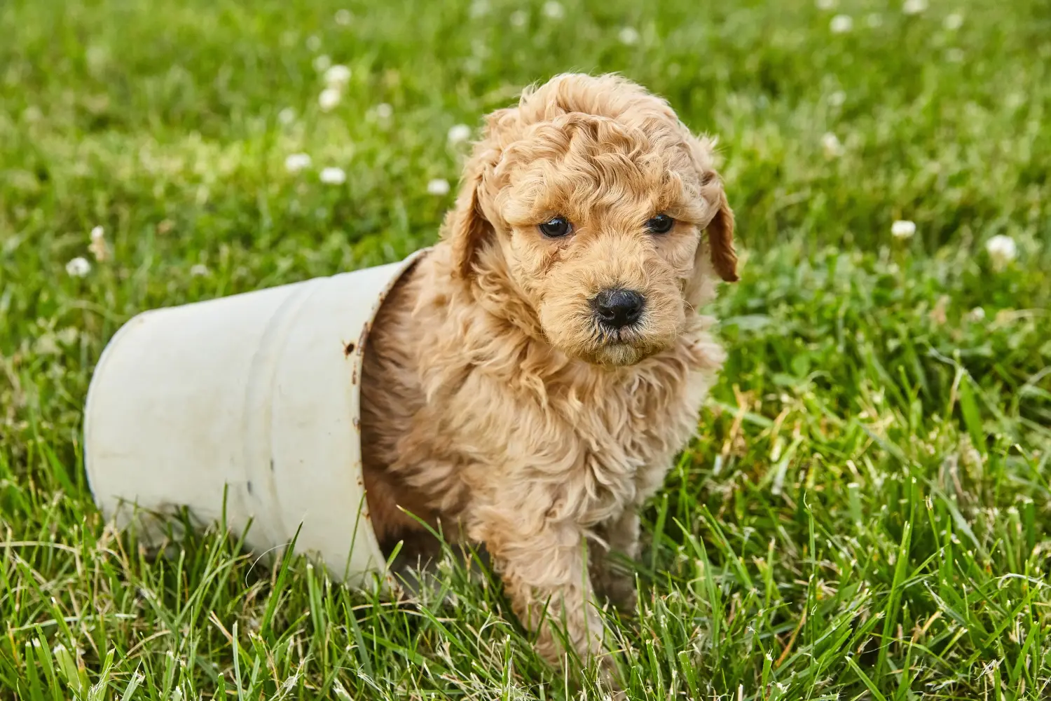 Een Goldendoodle puppy kopen betekent verantwoordelijkheid nemen! Goldendoodle puppy kopen.