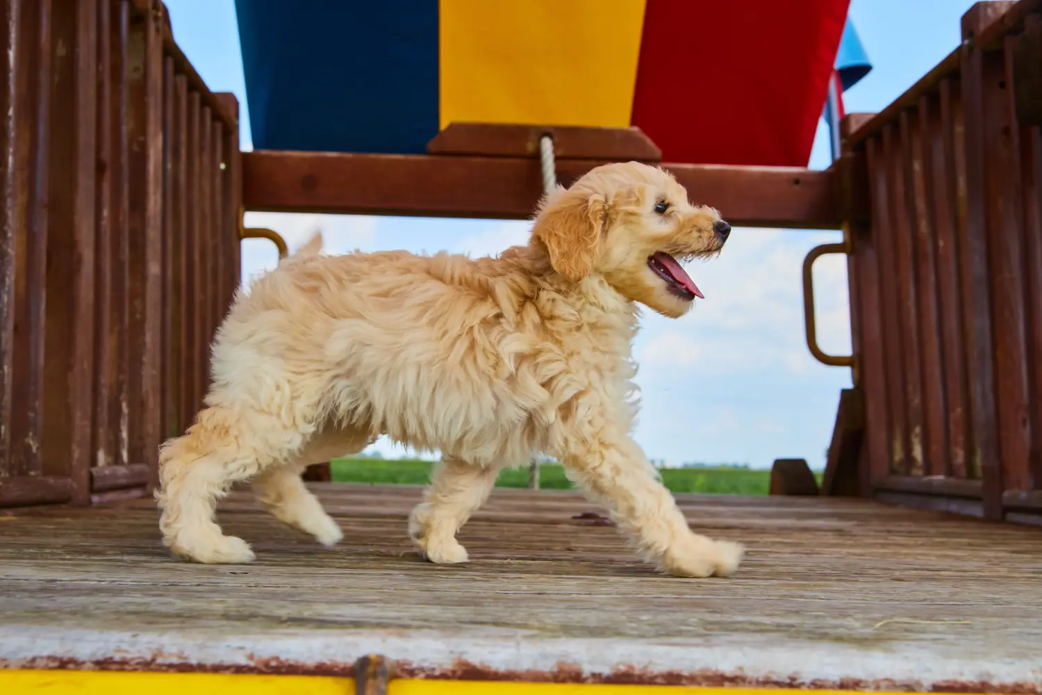 Een Goldendoodle puppy kopen betekent verantwoordelijkheid nemen! Goldendoodle puppy kopen.