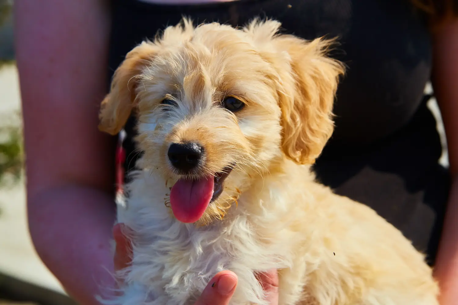 Een Goldendoodle puppy kopen betekent verantwoordelijkheid nemen! Goldendoodle puppy kopen.