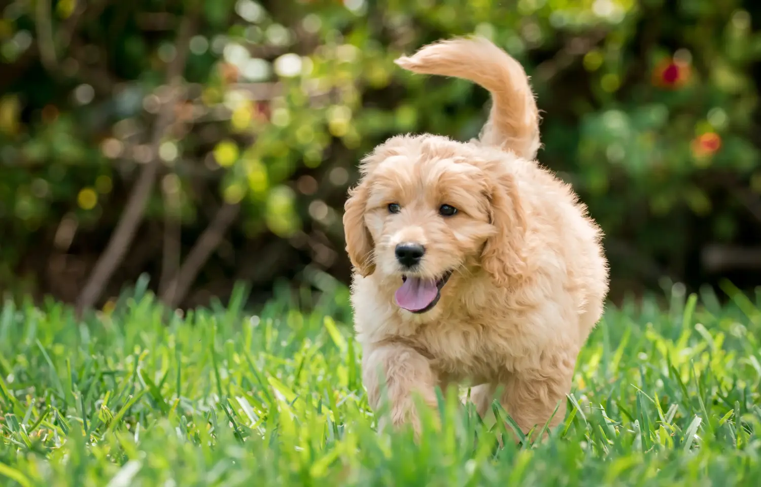 Een Goldendoodle puppy kopen betekent verantwoordelijkheid nemen! Goldendoodle puppy kopen.