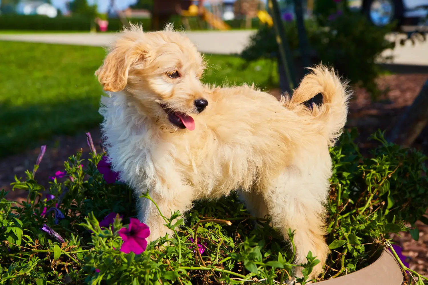 Een Goldendoodle puppy kopen betekent verantwoordelijkheid nemen! Goldendoodle puppy kopen.